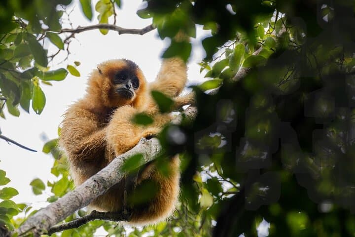 Dawn Gibbon Tracking in Keo Seima: A Day with Bunong Guides