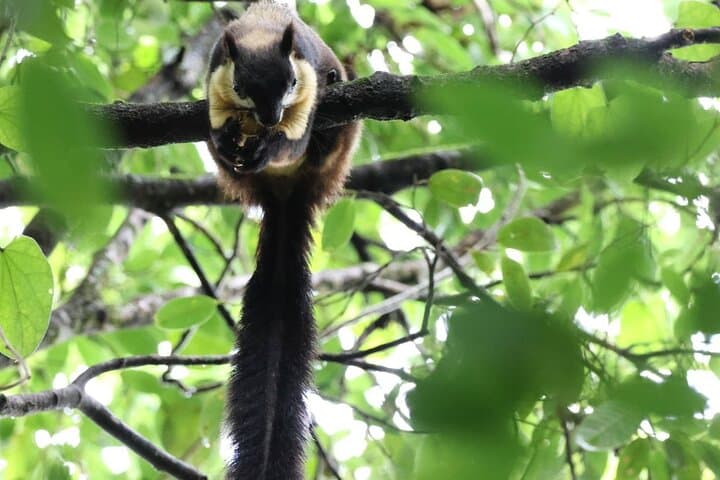Dawn Gibbon Tracking in Keo Seima: A Day with Bunong Guides photo 6