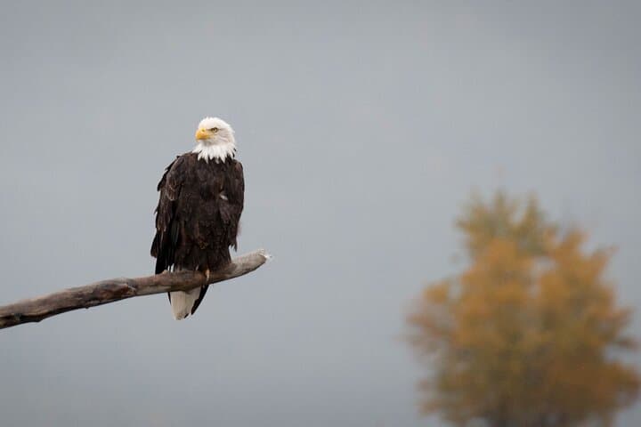 Chilkat Bald Eagle Preserve Rafting: Haines Semi-Private Wildlife Float photo 2