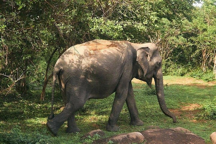 Yala National Park Full-Day Safari: Leopards, Elephants & Birdlife photo 4