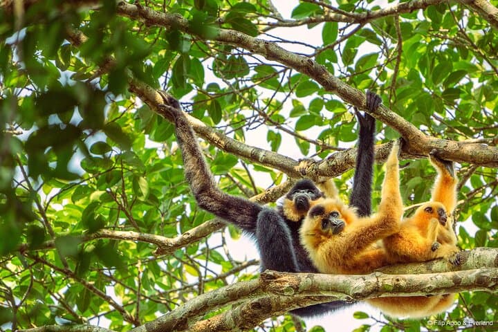 Dawn Gibbon Tracking in Keo Seima: A Day with Bunong Guides photo 2