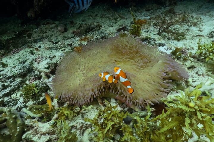 Jet-Ski to a Secluded Island: Private Snorkeling Tour in Okinawa photo 4