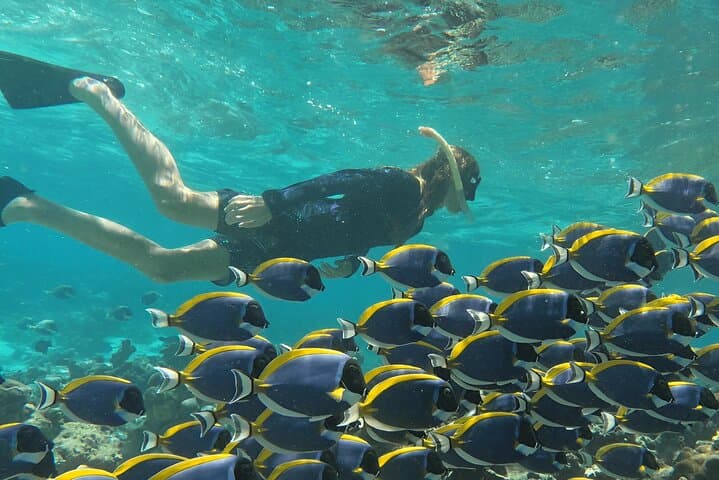 Full-Day Malé Snorkeling Trip: Biyadhoo Reef, Turtle Reef & Dolphin Cruise photo 2
