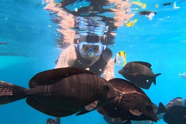 Full-Day Malé Snorkeling Trip: Biyadhoo Reef, Turtle Reef & Dolphin Cruise photo 6