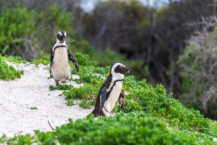 Cape Peninsula Day Tour: Camps Bay, Cape Point & Constantia Wine Tasting photo 4