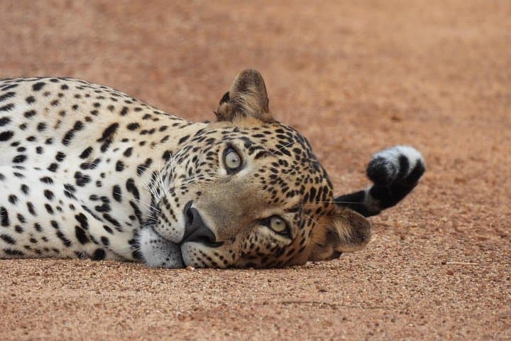 Yala National Park Full-Day Safari: Leopards, Elephants & Birdlife photo 1