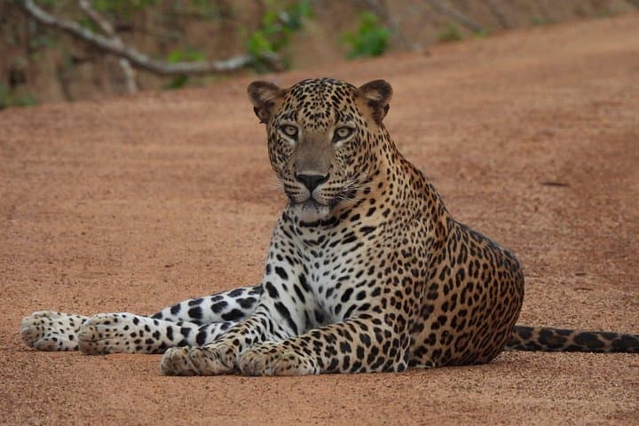 Yala National Park Full-Day Safari: Leopards, Elephants & Birdlife photo 3