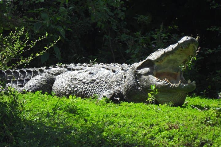 Yala National Park Full-Day Safari: Leopards, Elephants & Birdlife photo 2