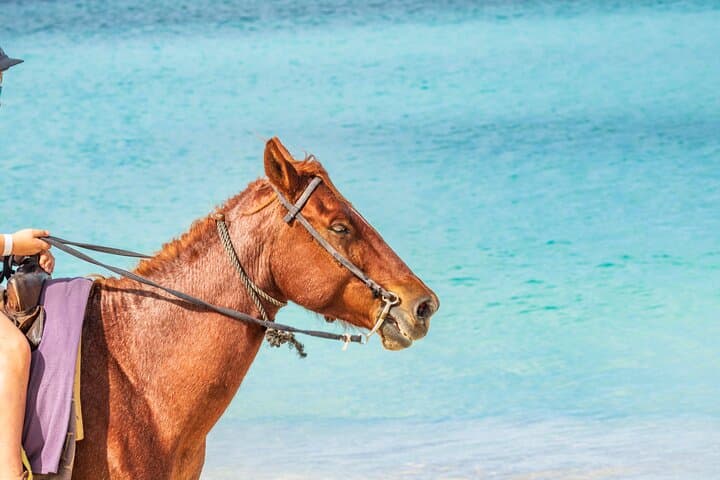 Alicante Horseback Ride in Sierra Maigmó — Private Ride, Picnic & Door-to-Door Transfer