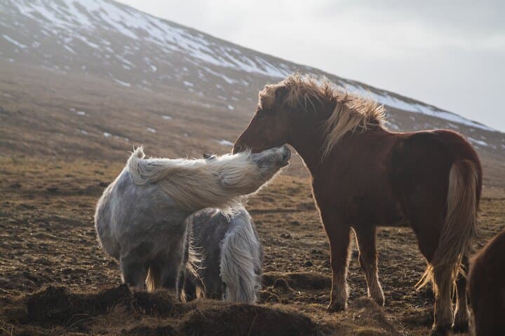 Killarney National Park Horseback Adventure — Guided Rides to Muckross & Lough Leane photo 5