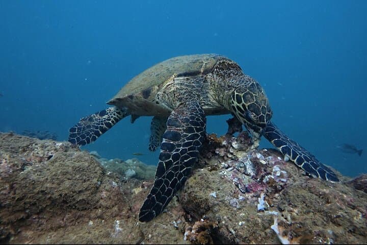 Private Caño Island Snorkel and Discovery Tour from Osa Peninsula photo 6