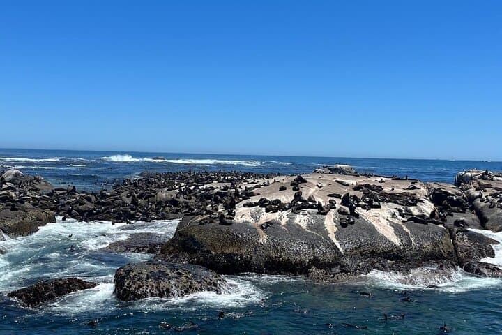 Table Mountain, City & Constantia Wine Journey — Cape Town Sightseeing, Seals & Wine Tasting photo 2