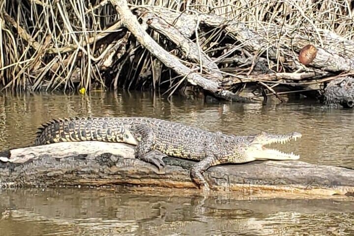 Bentota River Private 2-Hour Safari: Mangroves, Birds & Village Life photo 3