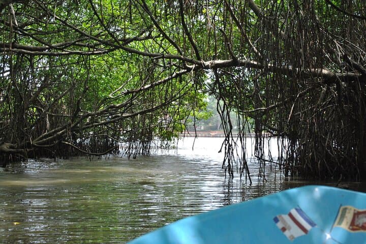Bentota River Private 2-Hour Safari: Mangroves, Birds & Village Life