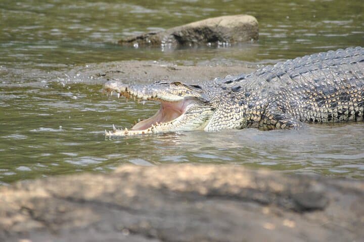 Bentota River Private 2-Hour Safari: Mangroves, Birds & Village Life photo 2