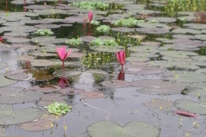 Bentota River Private 2-Hour Safari: Mangroves, Birds & Village Life photo 4