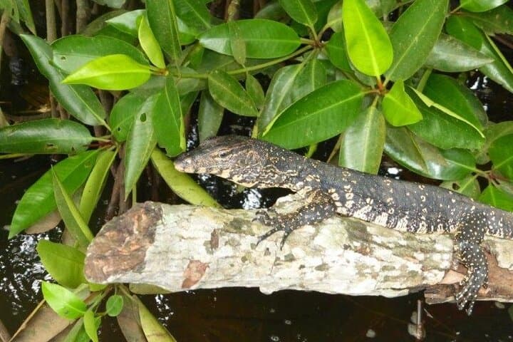 Bentota River Private 2-Hour Safari: Mangroves, Birds & Village Life photo 6