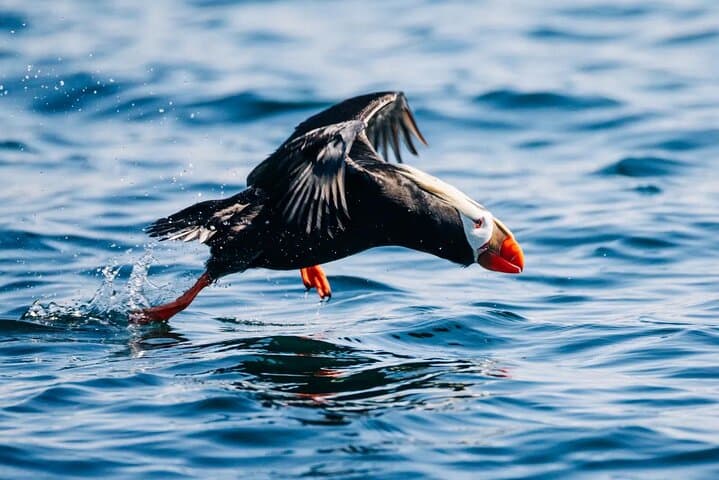 Sitka Wildlife Photography Boat Workshop: Capture Whales, Otters & Eagles photo 2