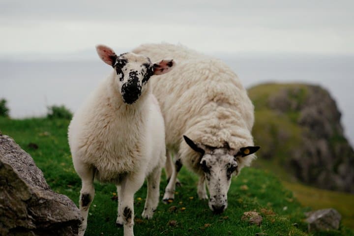 Highlights of Southern Ireland: 6-Day Premium Guided Tour from Dublin