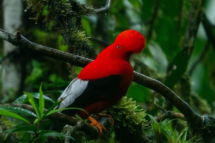 Mindo Andean Cock-of-the-Rock Tour: Cloud Forest Birdwatching photo 1