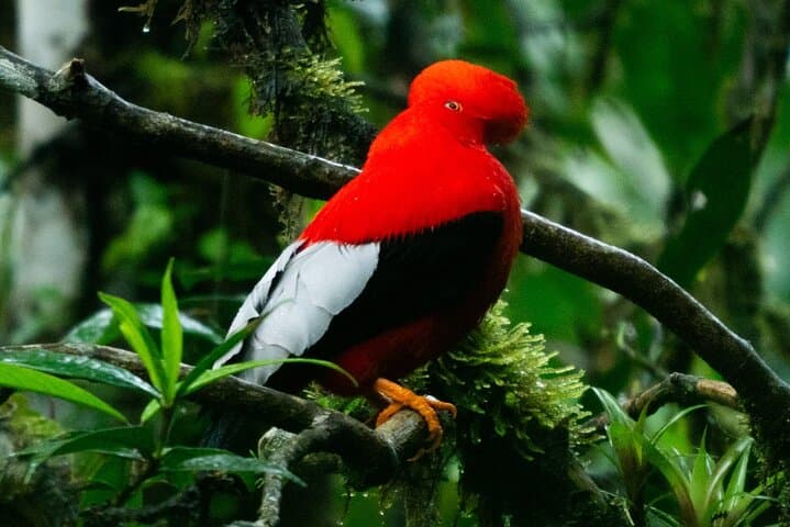 Mindo Andean Cock-of-the-Rock Tour: Cloud Forest Birdwatching photo 2