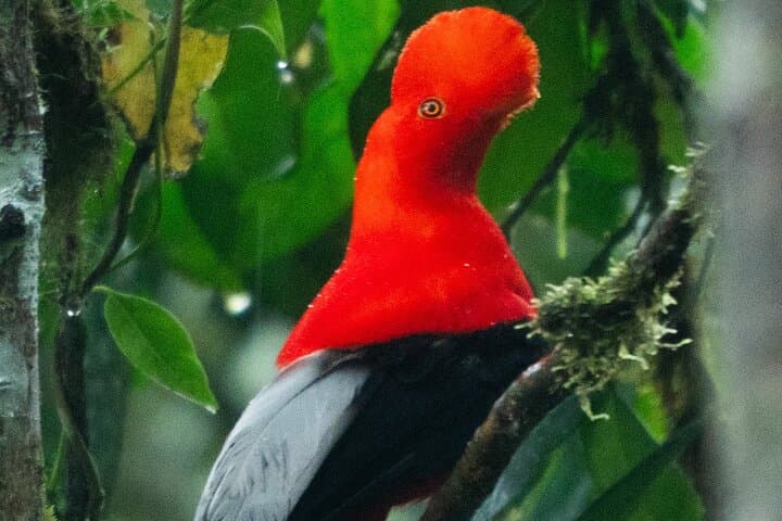 Mindo Andean Cock-of-the-Rock Tour: Cloud Forest Birdwatching photo 3