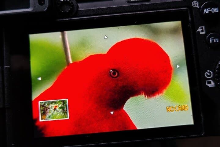 Mindo Andean Cock-of-the-Rock Tour: Cloud Forest Birdwatching photo 4