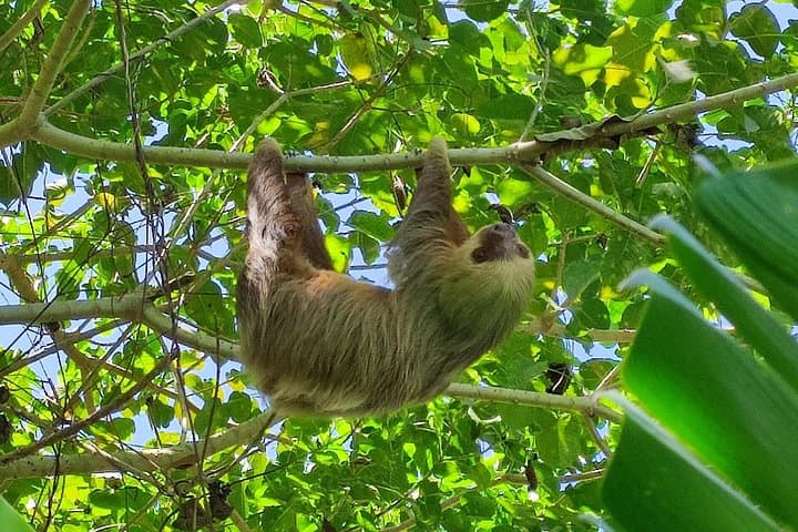 Puerto Viejo Sloth Watching Tour: Spot Wild Sloths on a Guided Beach Walk photo 6