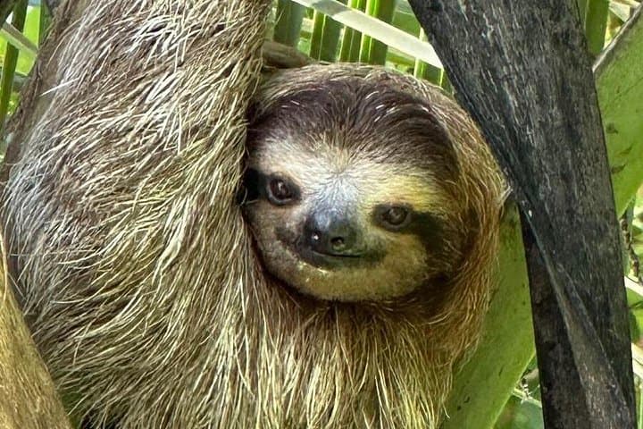 Puerto Viejo Sloth Watching Tour: Spot Wild Sloths on a Guided Beach Walk
