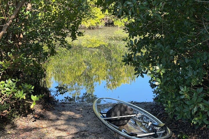 Clear Kayak Mangrove Eco Tour at Clam Bayou — St. Pete 2-Hour Adventure
