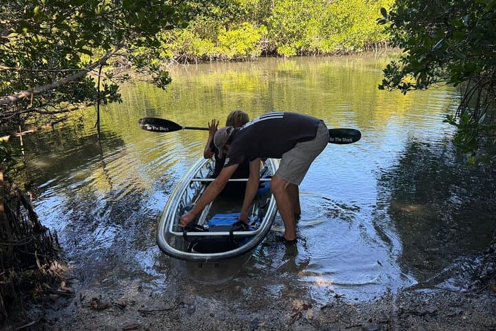 Clear Kayak Mangrove Eco Tour at Clam Bayou — St. Pete 2-Hour Adventure photo 3