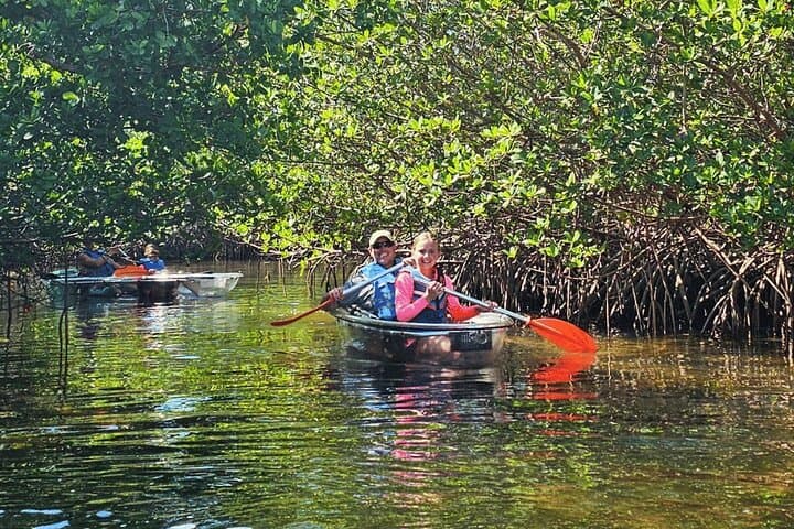 Clear Kayak Mangrove Eco Tour at Clam Bayou — St. Pete 2-Hour Adventure photo 5