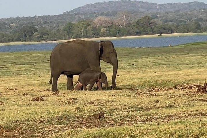 Kandy to Minneriya: Sigiriya, Dambulla & Jeep Safari Day Tour photo 2