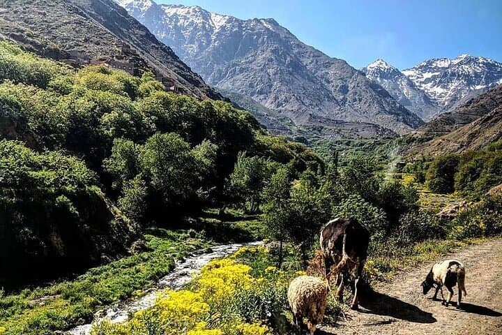 Imlil Valley Day Trip from Marrakech: High Atlas Hike, Berber Lunch & Waterfalls photo 3