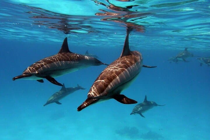 Private Speedboat to Dolphin House with Parasailing in Hurghada — Red Sea Day Trip photo 2