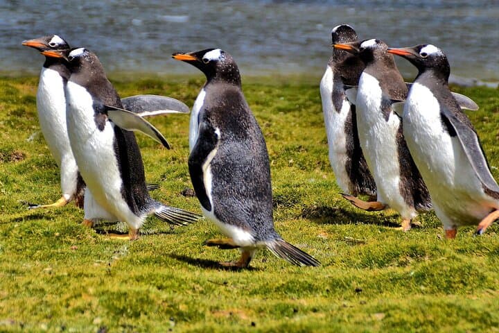 Bertha’s Beach Penguins & Stanley Highlights — Private Stanley Wildlife & History Tour