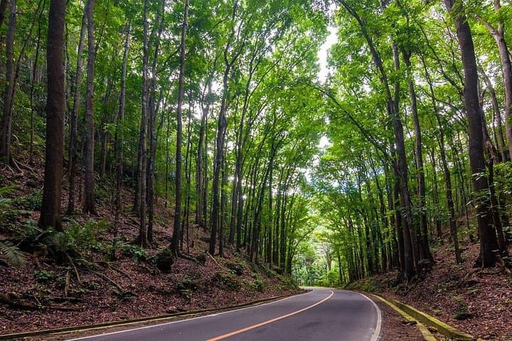 Private Chocolate Hills Tour & Loboc River Cruise — Bohol Day Trip with Buffet Lunch photo 2