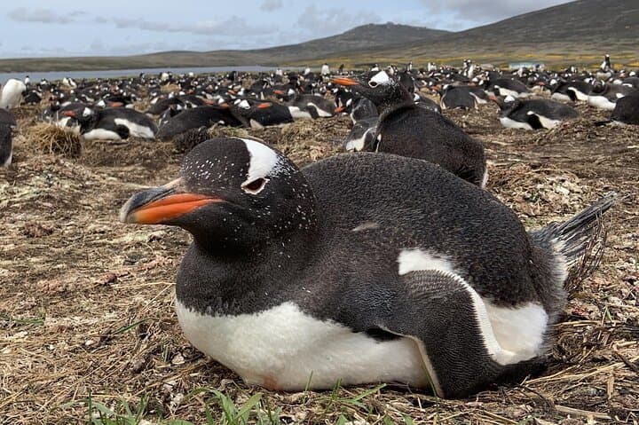 Bertha’s Beach Penguins & Stanley Highlights — Private Stanley Wildlife & History Tour photo 2