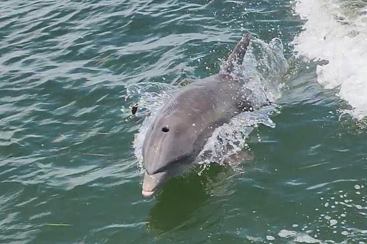 Anna Maria Island Snorkeling & Sandbar Tour — 4-Hour Private Boat Trip photo 2