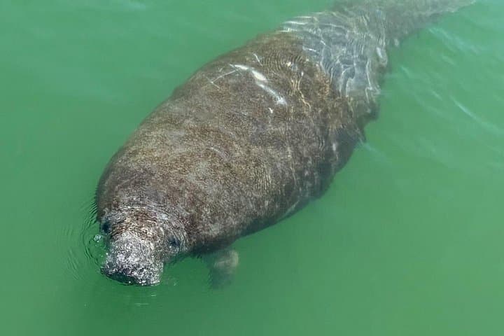 Anna Maria Island Snorkeling & Sandbar Tour — 4-Hour Private Boat Trip photo 3