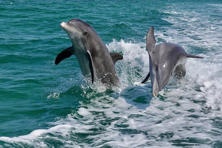 Anna Maria Island Dolphins and Beginner Snorkeling — 4‑Hour Private Wildlife Cruise