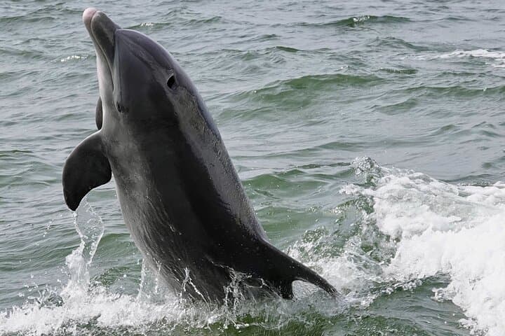 Anna Maria Island Dolphins and Beginner Snorkeling — 4‑Hour Private Wildlife Cruise photo 2