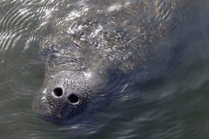 Anna Maria Island Dolphins and Beginner Snorkeling — 4‑Hour Private Wildlife Cruise photo 3