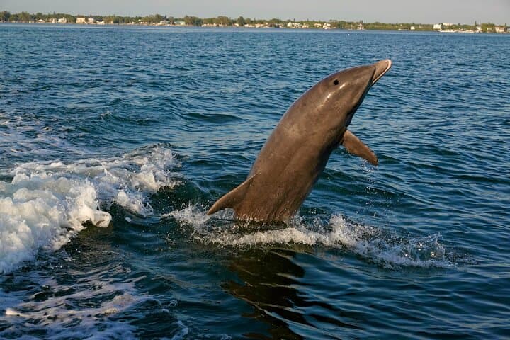 Anna Maria Island Dolphins and Beginner Snorkeling — 4‑Hour Private Wildlife Cruise photo 6