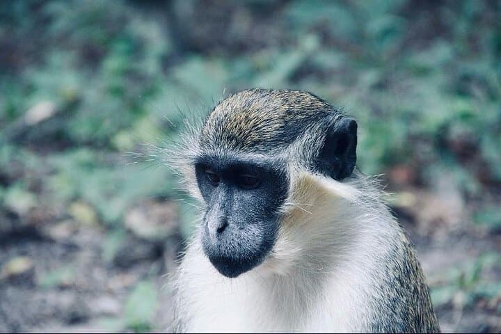 6-Day Niokolo-Koba & Dindefelo Waterfalls Safari and Cultural Immersion photo 6