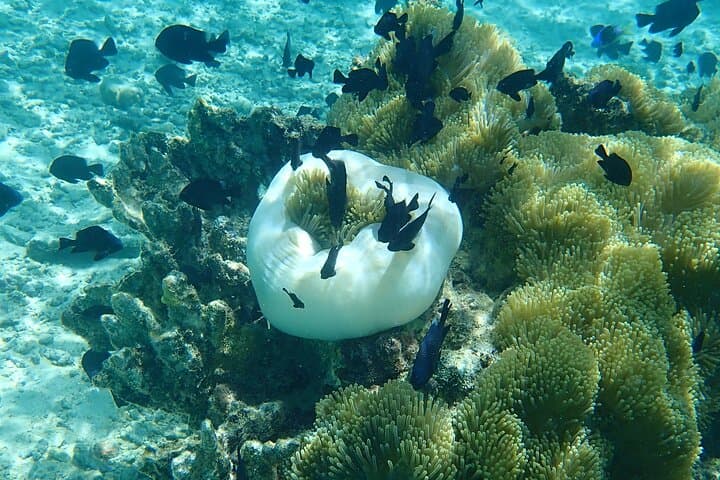 Snorkel Motu Ofetaro: Guided Lagoon Snorkeling & Relaxation in Raiatea photo 2