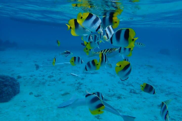 Snorkel Motu Ofetaro: Guided Lagoon Snorkeling & Relaxation in Raiatea photo 3