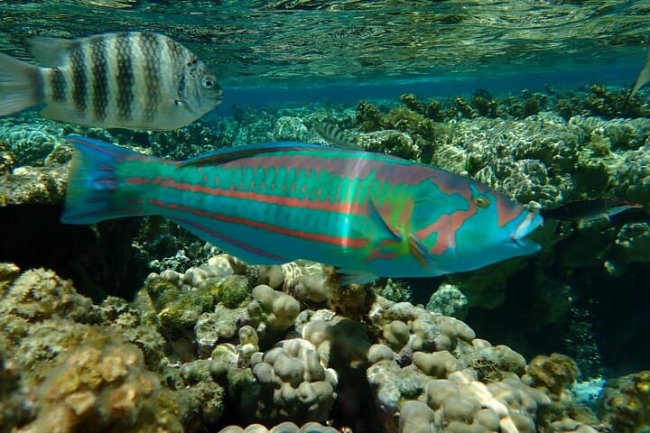 Snorkel Motu Ofetaro: Guided Lagoon Snorkeling & Relaxation in Raiatea photo 5
