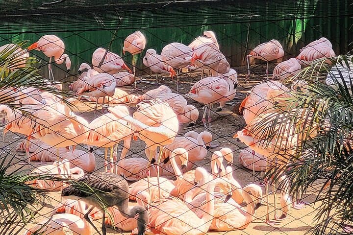 Explore São Paulo Zoo: Guided Tour Through Atlantic Forest Wildlife