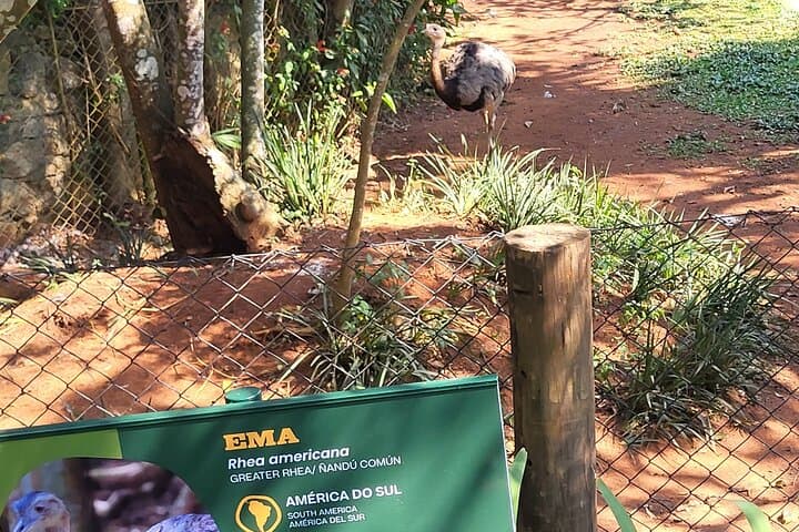 Explore São Paulo Zoo: Guided Tour Through Atlantic Forest Wildlife photo 4